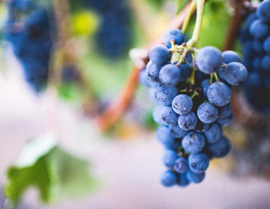 Nahaufnahme einer tiefblauen Weinrebe mit zahlreichen Weintrauben 