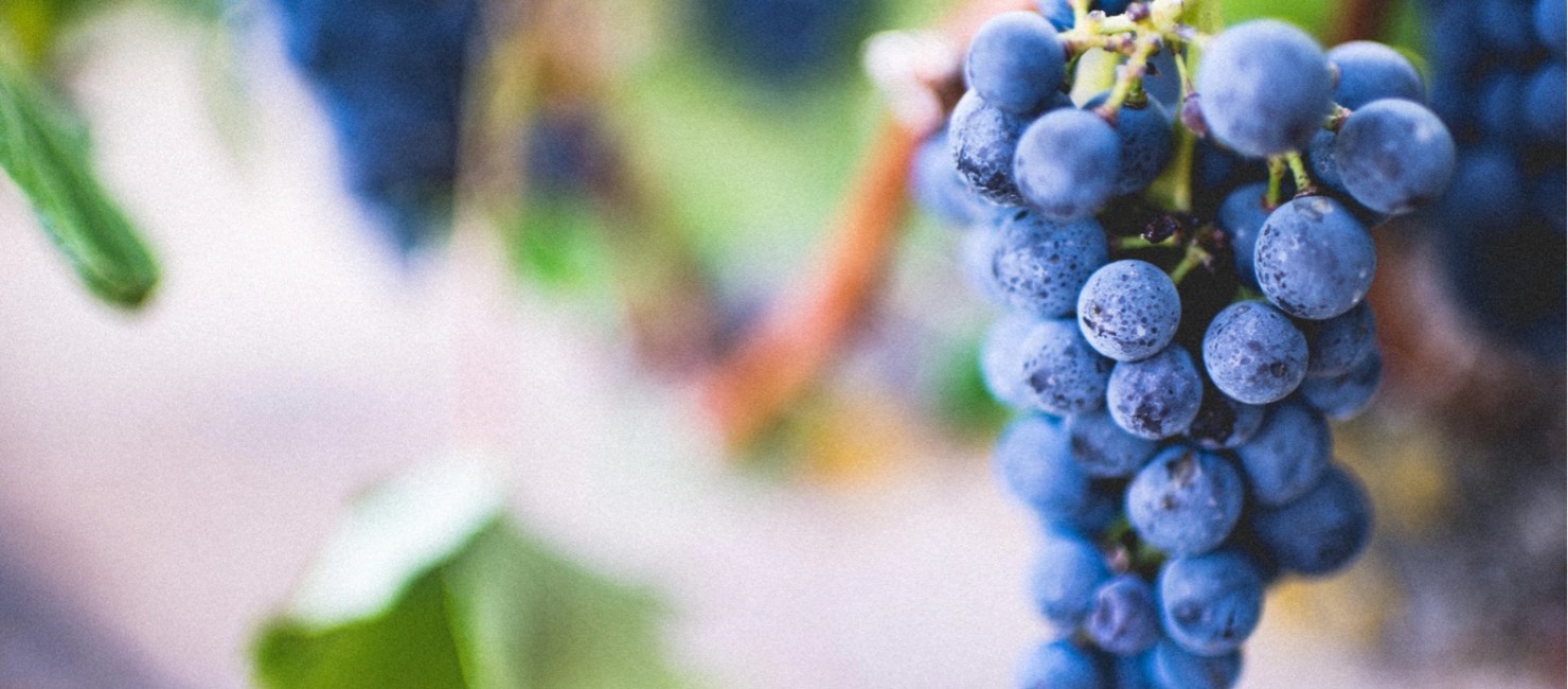 Nahaufnahme einer tiefblauen Weinrebe mit zahlreichen Weintrauben 